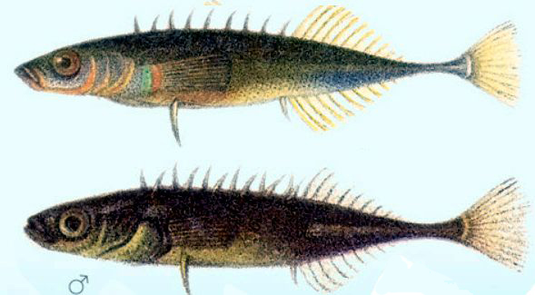 Pungitius pungitius_03